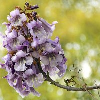 Paulownia войлочная :: Alexander Andronik