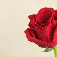 Red rose :: Николай Н