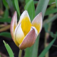 Тюльпан видовой :: magvremeni 