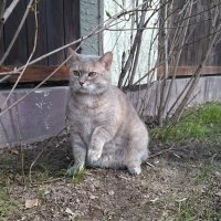 Плюшевый кот. :: Олег Каплун
