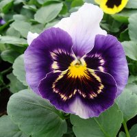 Viola x wittrockiana   Select Beaconsfield :: laana laadas