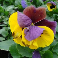 Viola x wittrockiana " Delta Yellow with  Purple Wing  " :: laana laadas