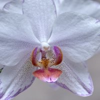 Орхидея :: Сергей Сёмин