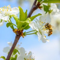 Пчелка :: Павел Живага