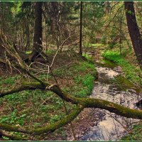 лесной ручей :: Дмитрий Анцыферов