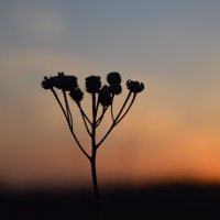 Цветок на закате :: Doberman 