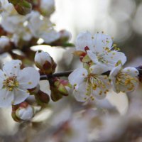 Весна пришла! :: Татьяна_Ш 