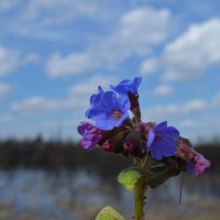 Медуница :: Вера Андреева