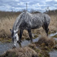 Серый конь в протоке :: Елена Глебова