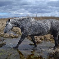 Серый конь шагает по воде. :: Елена Глебова