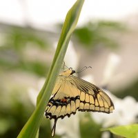 butterfly :: Sacha Bouron