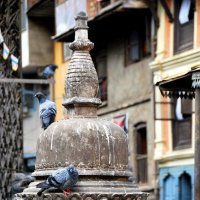 птицы Непала :: Елена Познокос