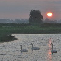 Swans in the sunrise. :: Johny Hemelsoen 