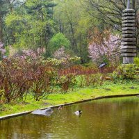Японский сад. Цветение сакуры. :: Янгиров Амир Вараевич 