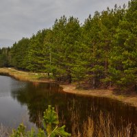 Лесной массив у озера :: Игорь Ковалевский