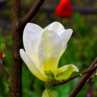 цветок магнолии :: николай и наталья