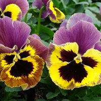 Viola x wittrockiana " Delta Yellow with  Purple Wing  " :: laana laadas
