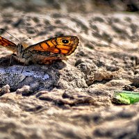 Бабочка и изумруд. :: ОЛЕГ ПАНКОВ