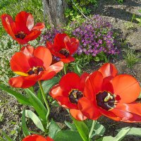 Цветы в моем саду :: Валерий Талашов