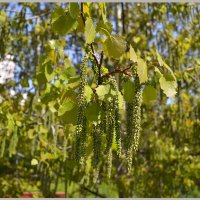 Развесила серьги...) :: Мария Соколова