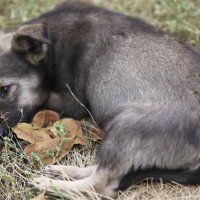 Сирота :: Олег Гудков