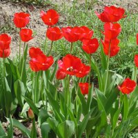 Красные  тюльпаны в саду. :: Людмила Ларина