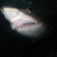 оскал акулы :: Наталья 