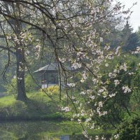 Весна в Ботаническом саду. :: Ирина Нафаня