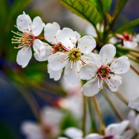Весна-вишня цветет :: Игорь Щеулов
