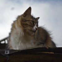 Кошка на крыше. :: Елена Глебова