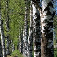 Тропинка :: Наталья Лунева 