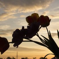Тюльпаны на фоне заката :: Екатерина Асютина