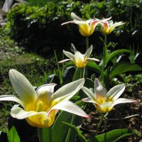 Чаровница-Весна дарит нам чудеса... :: ТАТЬЯНА (tatik)
