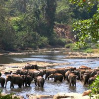 "Купание слонов" Шри-Ланка :: Василий 
