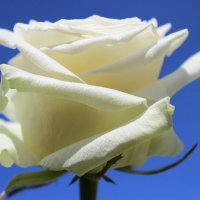 Белая роза :: Mariya laimite