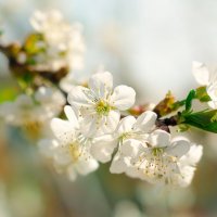 Весна черешневая... :: Инна Силина