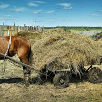 Из жизни рабочей лошади :: Борис Бусыгин