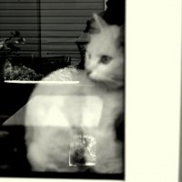 Кошка на окошке, окошко в кошке) :: Катерина Чебышева