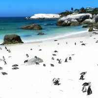Пингвины на отдыхе в Кейптауне :: Лев 