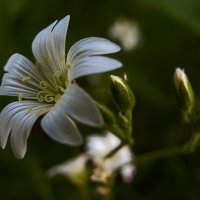 floret :: Андрей Дворников