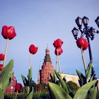 Кремлевские тюльпаны :: Владимир Гулевич