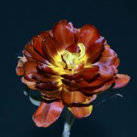 Махровый тюльпан :: Нелли Солодовникова 