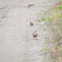 Побег :: Татьяна Панова