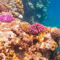 Кораллы Синайского полуосрова :: Марсель Давлетов
