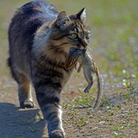 Кот Мурзик - охотник :: Виктор Алеветдинов