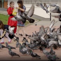 Покормим птиц! :: Владимир Шошин