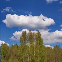 Облако над деревом. :: Александр Максименко