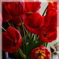Тюльпаны :: Tatiana Kretova
