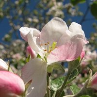 Яблони в цвету – какое чудо! :: Владимир Гилясев