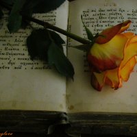 Желтая роза - эмблема... :: Елена Круглова